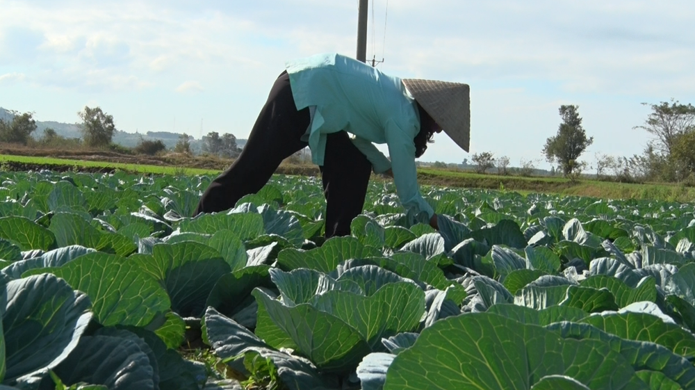 Nông dân Ia Pa đẩy nhanh tiến độ sản xuất thực phẩm phục vụ thị trường Tết