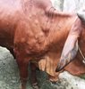 Hướng dẫn cách khắc phục bệnh Viêm da nổi cục trên bò
