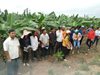 Xã Kim Tân phối hợp tổ chức Hội thảo mô hình trồng cây chuối tiêu hồng