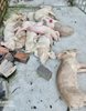 Huyện Ia Pa: Nhanh chóng xử lý ổ bệnh Dịch tả lợn Châu Phi tại địa ...